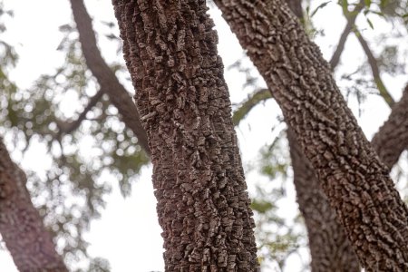 Photo for Textured trunk of angiosperm tree with selective focus - Royalty Free Image