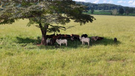 Luftbild von Kühen und Pferden auf einem Feld, die Zuflucht vor der Nachmittagssonne im Schatten eines Baumes suchen