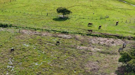 Imagen aérea de vacas y caballos en una zona de pastoreo