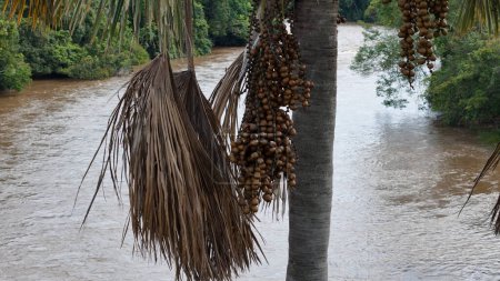 imagen aérea de los frutos de la palmera buriti