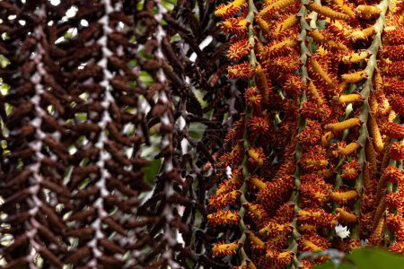 Téléchargez les photos : Fleurs du palmier buriti avec un accent sélectif - en image libre de droit
