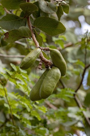 Stinkingtoe Tree with Fruits of the species Hymenaea stigonocarpa with selective focus