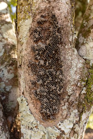 Photo for Paper Wasps Old Nest of the Subfamily Polistinae on a trunk - Royalty Free Image