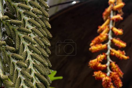 Blüten der Buriti-Palme mit selektivem Fokus
