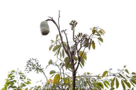Téléchargez les photos : Orteil puant Arbre aux fruits de l'espèce Hymenaea courbaril à orientation sélective - en image libre de droit