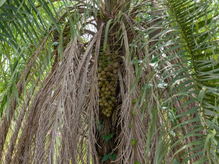 Ara-Palme Früchte der Art Acrocomia aculeata