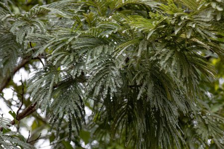hojas verdes de árbol de angiosperma con enfoque selectivo