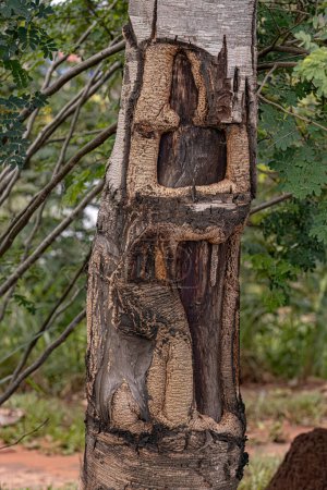 Téléchargez les photos : Orteil puant tronc d'arbre de l'espèce Hymenaea stigonocarpa avec foyer sélectif - en image libre de droit