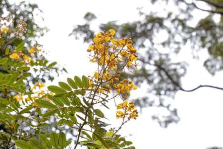 Petite plante à fleurs jaunes du genre Senna