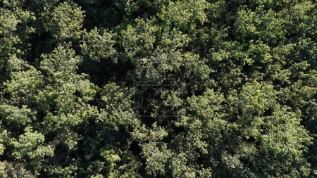 aerial image of rubber tree forest for latex extraction