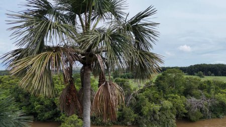 image aérienne des fruits du palmier buriti