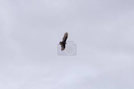 Turkey Vulture Bird of the species Cathartes aura