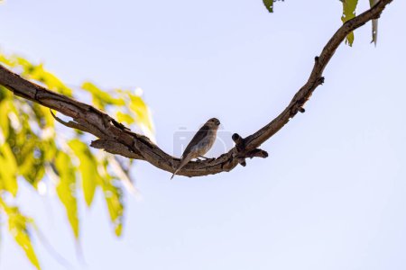 Weiblicher Seedeckervogel der Gattung Sporophila