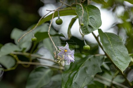 planta con flores de la especie Solanum paniculatum comúnmente conocida como jurubeba una sombrilla común en casi todo Brasil