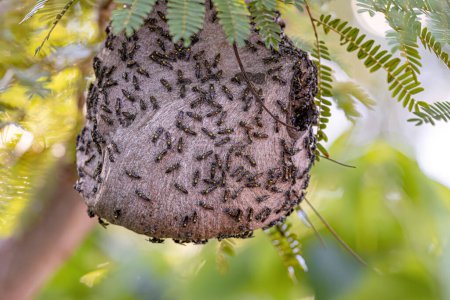 Nest of Long-waisted Honey Wasps of the Subgenus Myrapetra