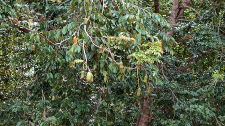Stinkingtoe Tree with Fruits of the species Hymenaea courbaril