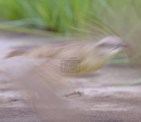 long exposure conceptual motion blur Adult Cattle Tyrant Bird of the species Machetornis rixosa 