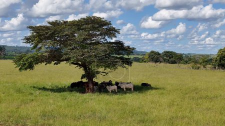 aerial image of cows and horses in a field taking refuge from the afternoon sun in the shade of a tree
