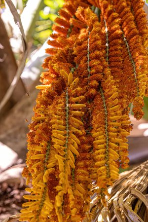 flores masculinas de la palmera buriti con enfoque selectivo