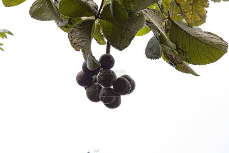 Pekea Nut Tree Fruit of the species Caryocar brasiliense