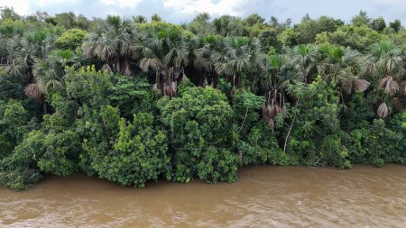 Imagen aérea del río apore con agua marrón y bosque ribereño durante el día