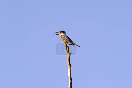 Téléchargez les photos : Martin-pêcheur annelé Oiseau de l'espèce Megaceryle torquata - en image libre de droit
