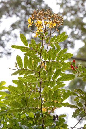 Petite plante à fleurs jaunes du genre Senna