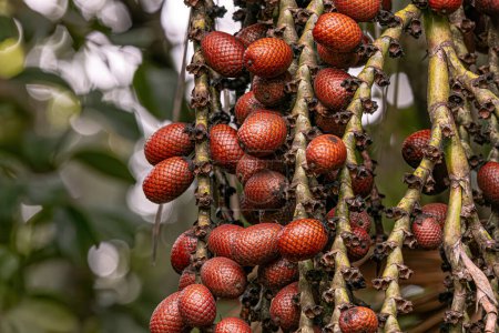 Téléchargez les photos : Fruits du palmier buriti avec un accent sélectif - en image libre de droit