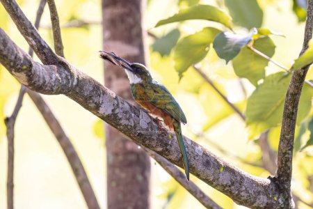 Animal Rufous-tailed Jacamar Bird of the species Galbula ruficauda preying on a butterfly of the Genus Opsiphanes