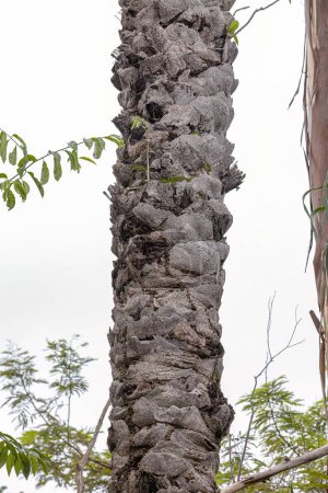 Macaw Palm Tree of the species Acrocomia aculeata