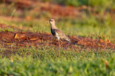 Adult Southern Lapwing Bird of the species Vanellus chilensis