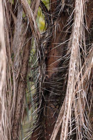 Palmier à mâchoires de l'espèce Acrocomia aculeata