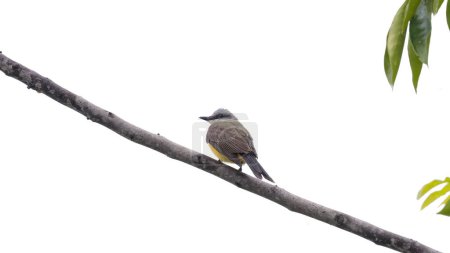 Photo for Tropical Kingbird Animal of the species Tyrannus melancholicus - Royalty Free Image