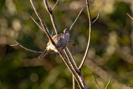 Paloma escamosa pájaro de la especie Columbina squammata