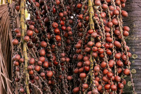 Früchte der Buriti-Palme mit selektivem Fokus