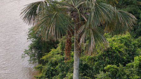 Luftbild der Früchte der Buriti-Palme