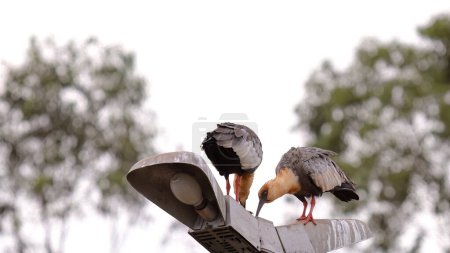 Ibis à cou chamois Animaux de l'espèce Theristicus caudatus