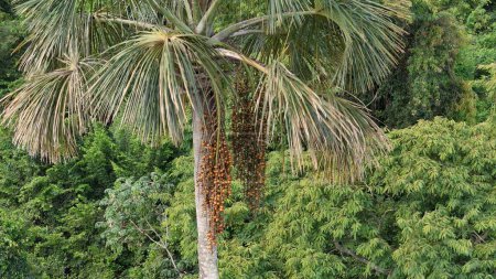 Photo for Aerial image of fruits of the buriti palm tree - Royalty Free Image