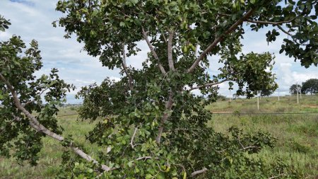 Stinkenbaum mit Früchten der Art Hymenaea stigonocarpa