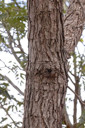 Pekea Nut Tree Trunk of the species Caryocar brasiliense