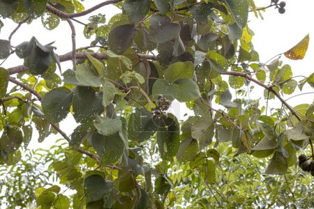 Pekea Nut Tree Leaves of the species Caryocar brasiliense