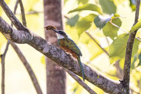 Animal Rufous-tailed Jacamar Bird of the species Galbula ruficauda preying on a butterfly of the Genus Opsiphanes