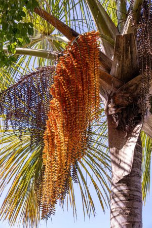 Téléchargez les photos : Les fleurs mâles du palmier buriti avec un accent sélectif - en image libre de droit
