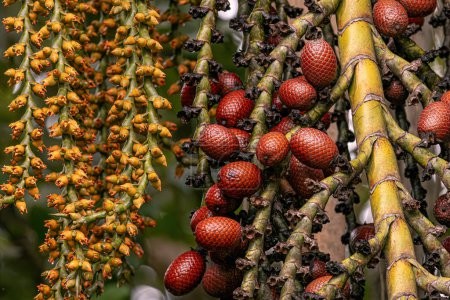 Blumen und Früchte der Buriti-Palme mit selektivem Fokus