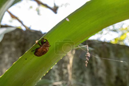 Exuvia de Cicada Típica, un exoesqueleto abandonado en el proceso de maduración del insecto llamado ecdysis
