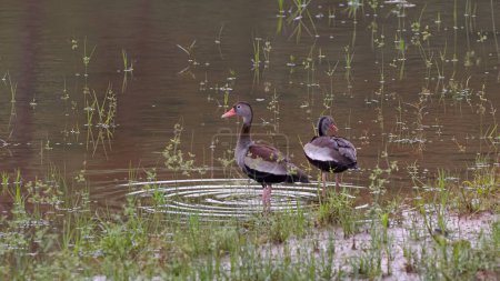 Black bellied Whistling Duck Animal of the species Dendrocygna autumnalis