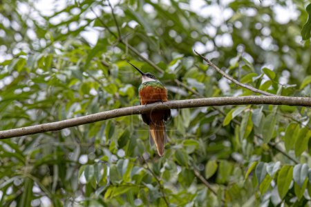 Animal Jacamar à queue rousse Oiseau de l'espèce Galbula ruficauda