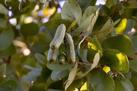 Stinkingtoe Árbol con frutos de la especie Hymenaea stigonocarpa con enfoque selectivo