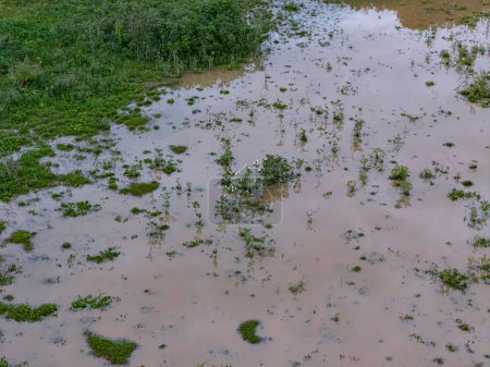 Pequeño pantano en el arroyo Ribeirao Sao Joao en Itaja Goias con garzas blancas