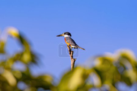 Animal Ringed Kingfisher Bird of the species Megaceryle torquata